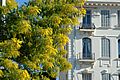 Mimose in der Winterblüte