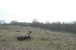 Gemischte Herde Pommerscher Landschafe
