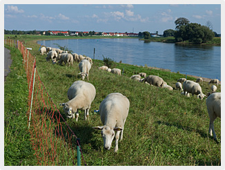 Schafe an der Elbe