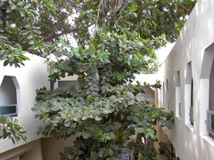 Hotel Rex