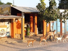 N'Dangane